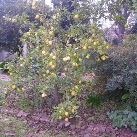 The ‘Lisbon’ lemon is productive and more cold tolerant than ‘Eureka’.
