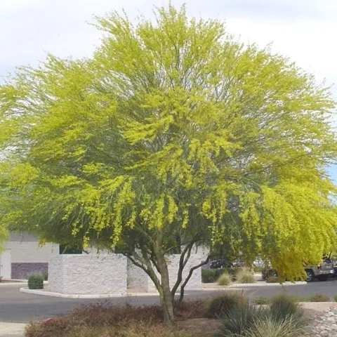 blue palo verde