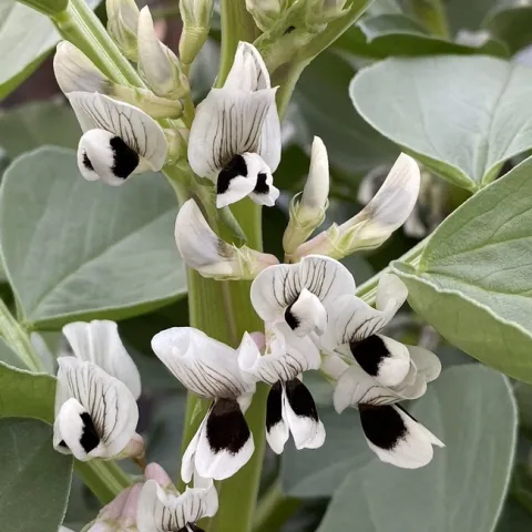 Fava flowers. photos by Erin Mahaney
