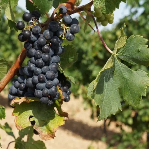 Merlot grapes