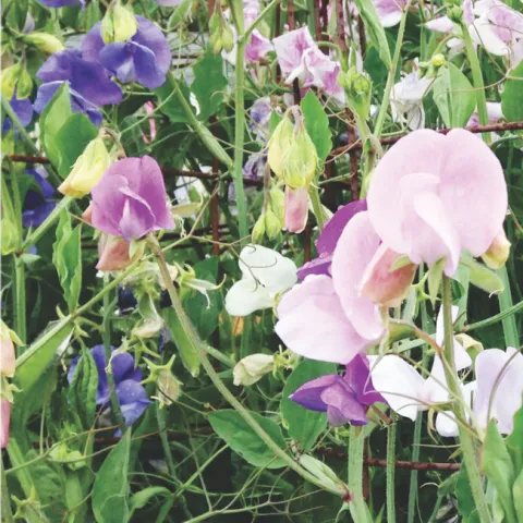 Sweet peas