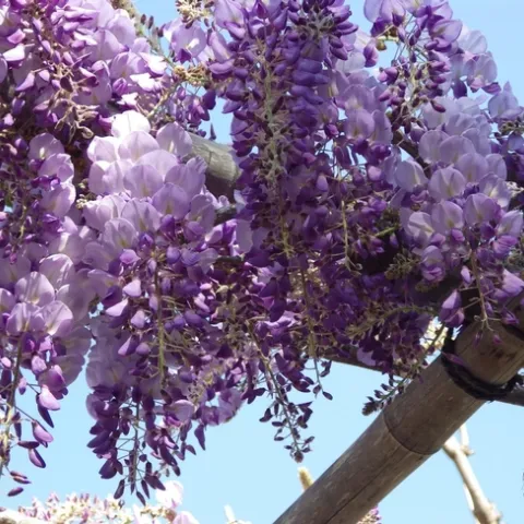 Blog, wisteria in bloom (Free-Images.com)