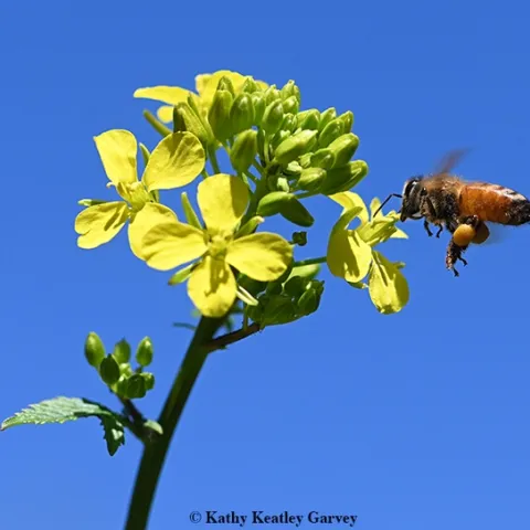 Packing a heavy load of pollen, a honey bee heads for a mustard blossom. (Photo by Kathy Keatley Garvey)