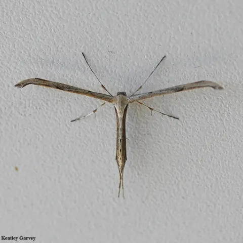 A pterophorid plume moth (family Pterophoridae) in Vacaville, Calif. on April 2, 2020. (Photo by Kathy Keatley Garvey)
