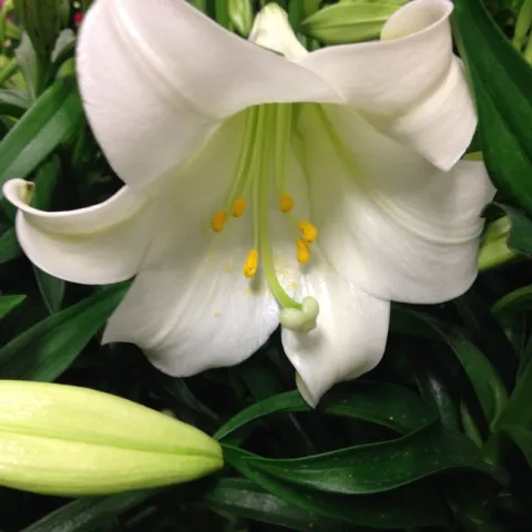 White Easter Lily free stock photo public domain pictures