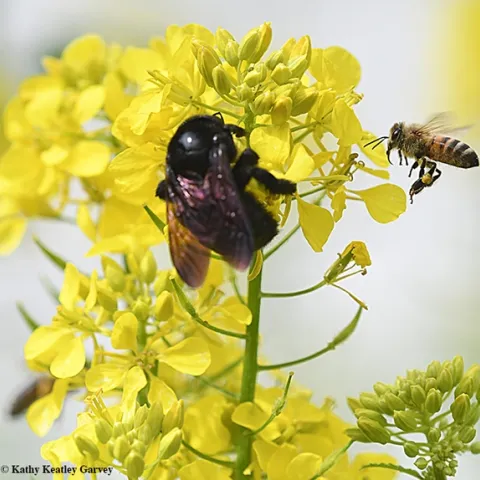 A honey bee comes faces to face with a Valley carpenter bee on a mustard blossom. The Valley carpenter bee is native to the United States, while the honey bee is native to Europe. (Photo by Kathy Keatley Garvey)