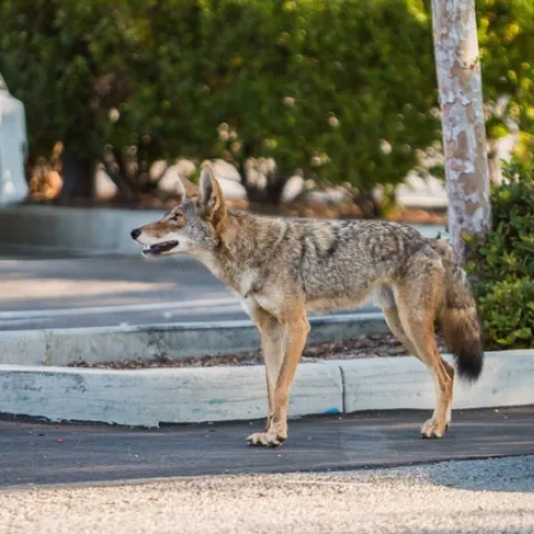 Urban coyote sightings can be recorded at https://ucanr.edu/sites/CoyoteCacher/ (Photo: National Park Service)