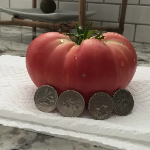 Mortgage Lifter Tomato. (photo: Royce Rhoads)