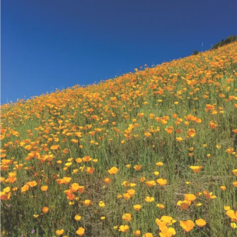 California poppies