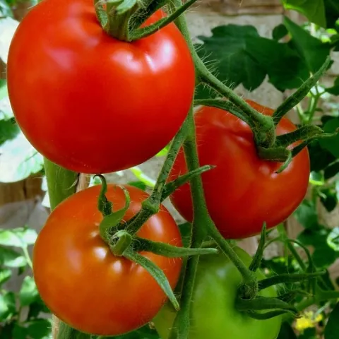 Ripening tomatoes on vine. (photo: pixabay.com)