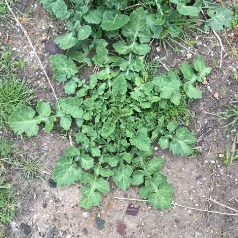 Summer mustard rosette