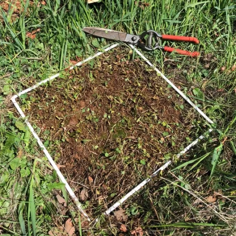 UC Cooperative Extension scientists monitor rangeland forage growth by clipping and measuring one square foot of area, and then calculating the data by acre. (Photo: Royce Larsen)