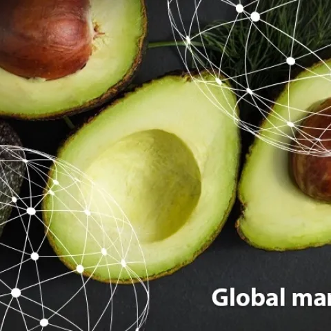 Global Avo Market