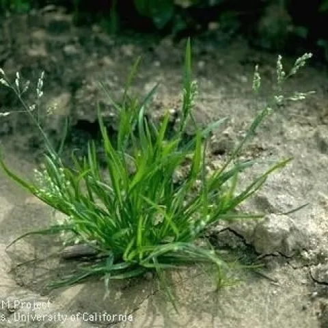 Weed, annual bluegrass (UC ANR). This has fibrous roots.