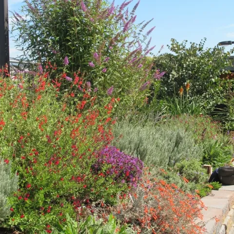 Butterfly bush, salvia, and lavender in bloom. (Ellen Zagory)