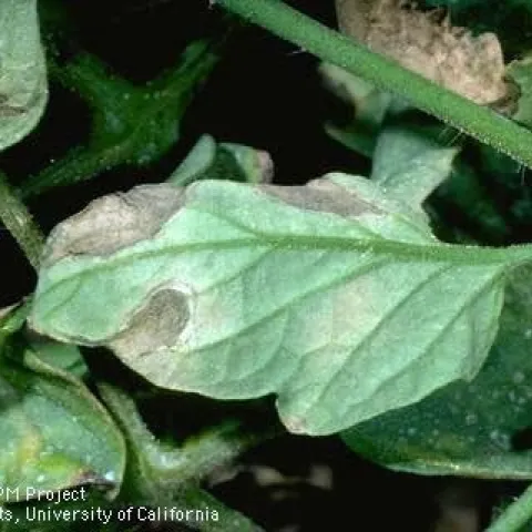 Powdery mildew damage on tomato leaves. (Credit: Jack Kelly Clark)