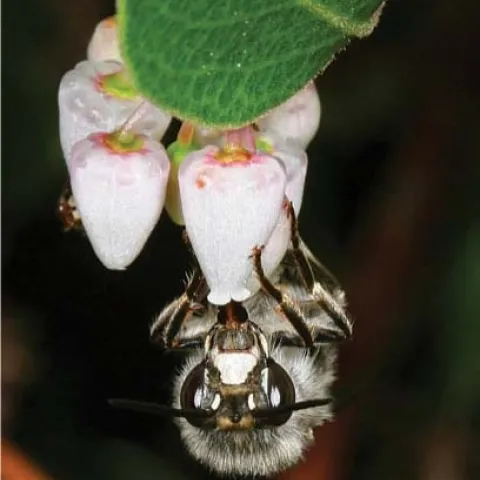digger bee on manzanita flowers