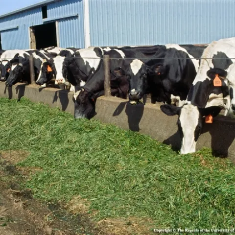 A milk plant that packages milk in small cartons for schools will face challenges to quickly redesign its operations to supply gallon and half-gallon jugs for retail stores while schools are closed.