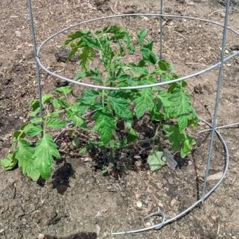 My daughter planted this tomato about 4" deep
