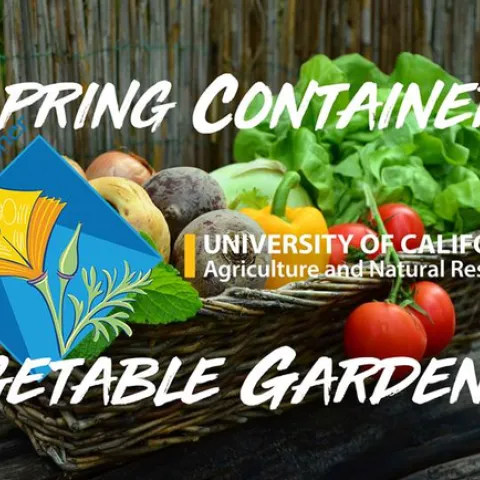 Spring container vegetable gardening basket.