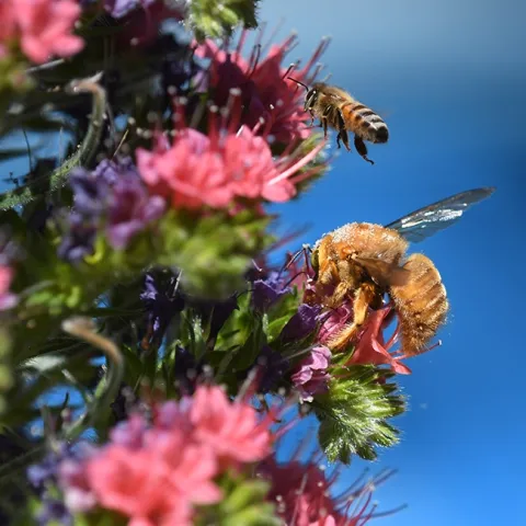 A honey bee, Apis mellifera, buzzes over the head of a male Valley carpenter bee, Xylocopa varipuncta, on a tower of jewels, Echium wildpretii. (Photo by Kathy Keatley Garvey)