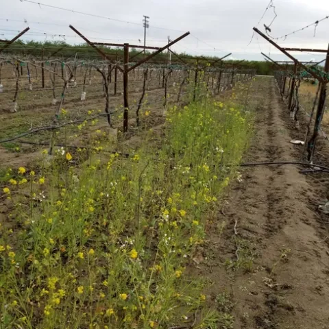 Vineyard with mustard cover crop in Shafter, California