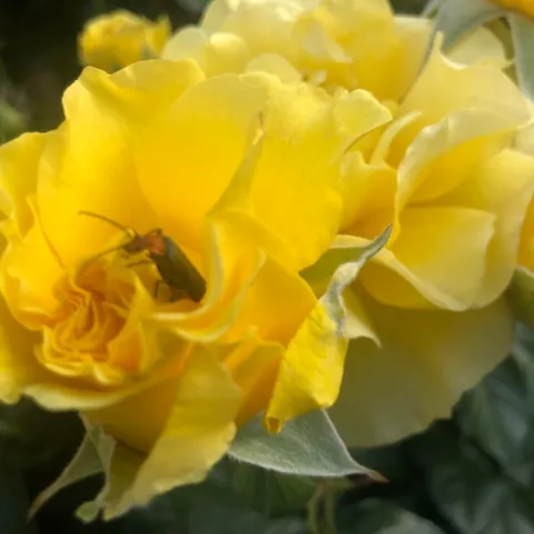 A soldier beetle on a yellow rose. (Cell phone photo by Kathy Keatley Garvey)
Kathy Keatley Garvey)