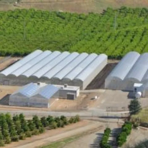 Lindcove REC maintains more than 300 different citrus selections and provides budwood to California nurserymen and growers at a minimal cost.