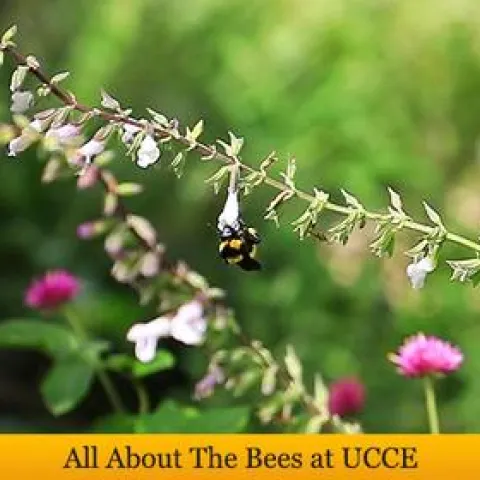 Bees sm banner