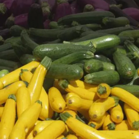 Fresh Eggplant, Zucchini, and Yellow Squash