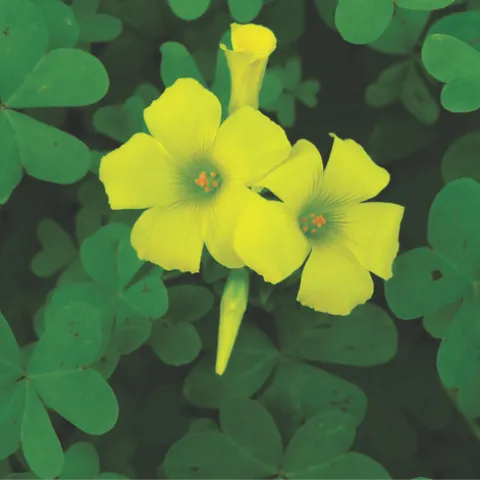 Buttercup oxalis - Oxalis pes-caprae