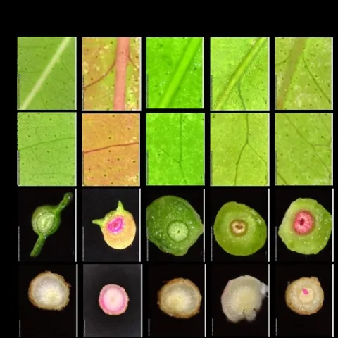 dye distribution in citrus trunks fig 1