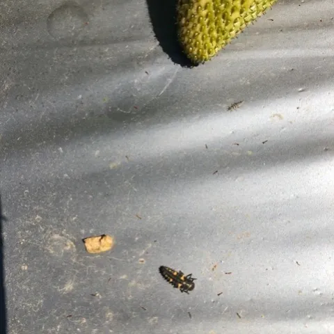 Larva of the convergent ladybird beetle.