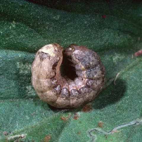 Cutworm, Jack Kelly Clark, UC ANR