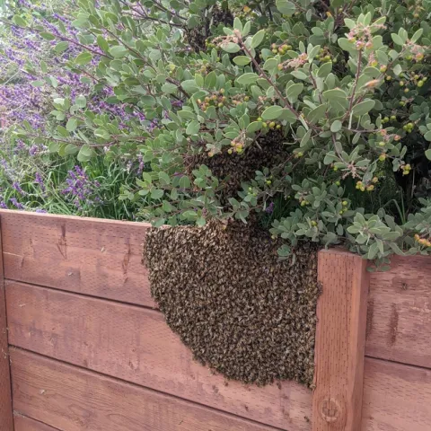 Swarm of honey bees resting atop redwood fence in backyard garden.