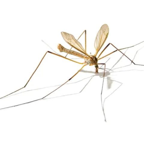Adult European crane fly on white backdrop.