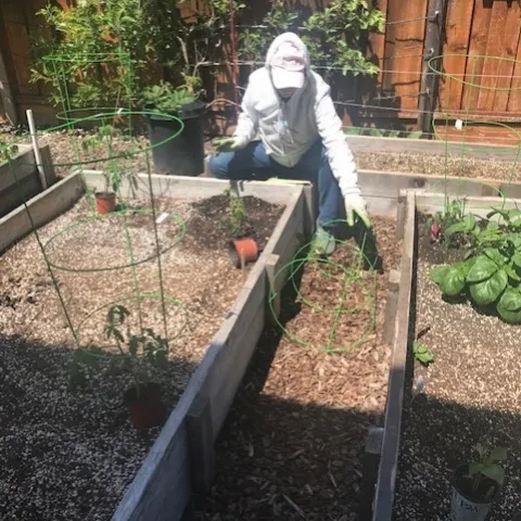 kathy planting tomatoes