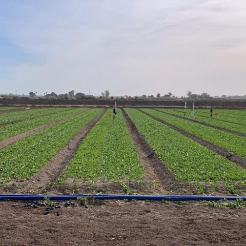 Early research results show that drip irrigation reduces downy mildew in organic spinach dramatically.