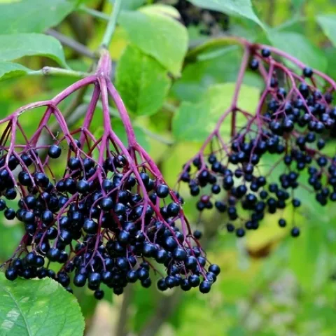 Elderberries are a new crop that SAREP academic coordinator Sonja Brodt has been studying to develop recommendations for best production practices.