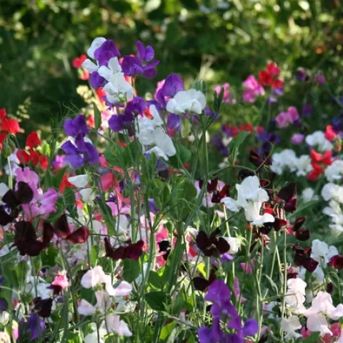 Sweet peas (Wallpaperflare)