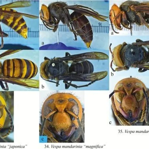 Vespa mandarina color forms. (a) Lateral view. (b) Dorsal view. (c) Front view of face. (Images by Allan Smith-Pardo, USDA)