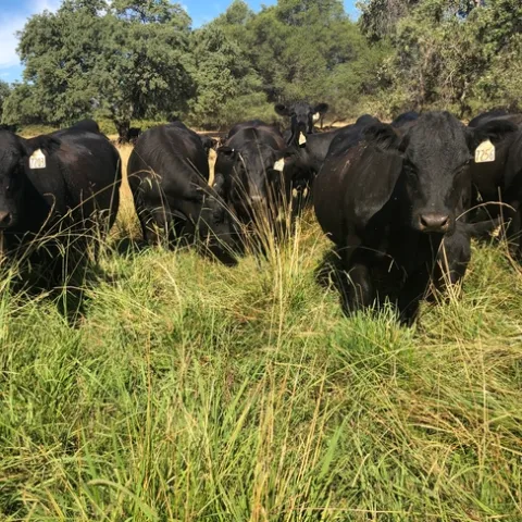 Two new UC studies break out the costs and returns of producing irrigated pasture. During the irrigation season, beef cattle graze on the pasture. Photo by Dan Macon