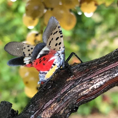 An adult spotted lanternfly in Pennsylvania with its wings spread. (Photo: Surendra Dara)
