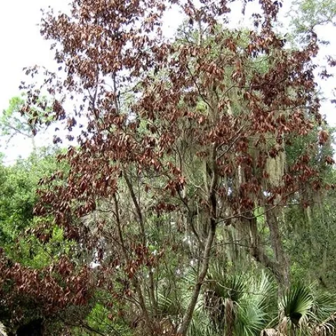 red bay killed by laurel wilt