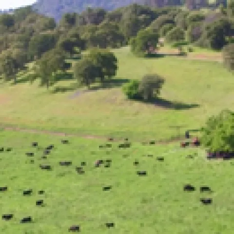 Embedded drone video