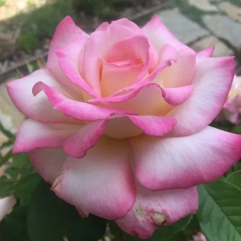 Rose 'Secret' (photos by David Bellamy)