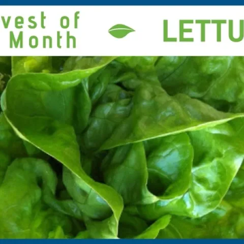 Lettuce