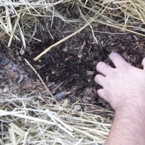 No Till, 3 months after adding 3 inches chicken manure, wood chip and straw mix and keeping moist, Kevin Marini