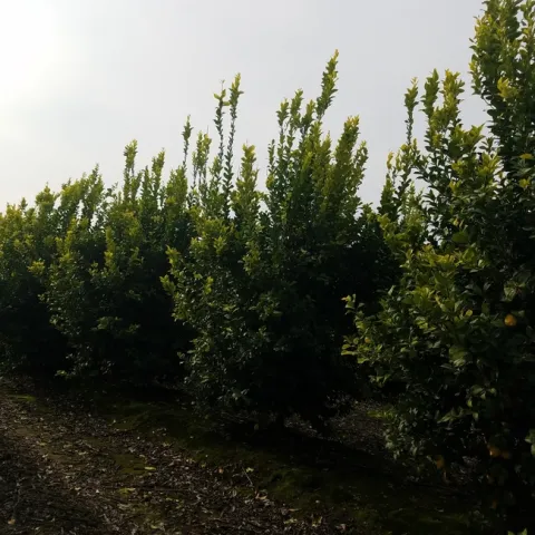 lemon tree vigorous growth