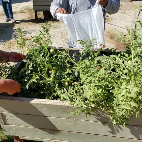 Three youth and six senior members of the tribe harvested produce on the morning of May 12, 2020.